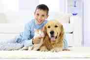 Top Sunshine Coast carpet cleaning experts remove pet urine odour from carpets and upholstery - image