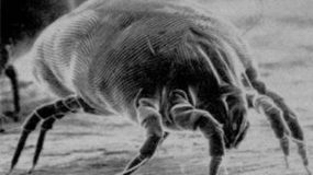 dust mites in mattresses